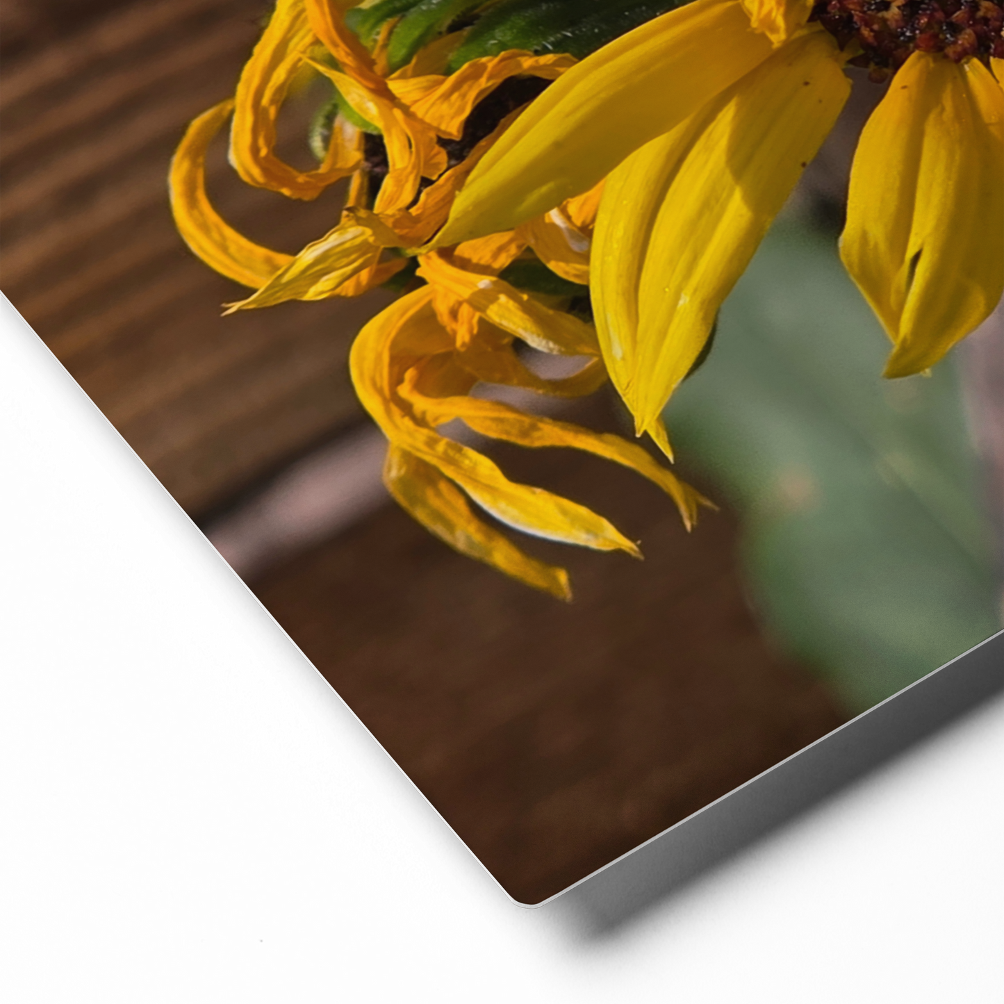 Sunflower A Metal Wall Art Print – 8" x 10" – Aluminum, Gallery-Style, Scratch Resistant