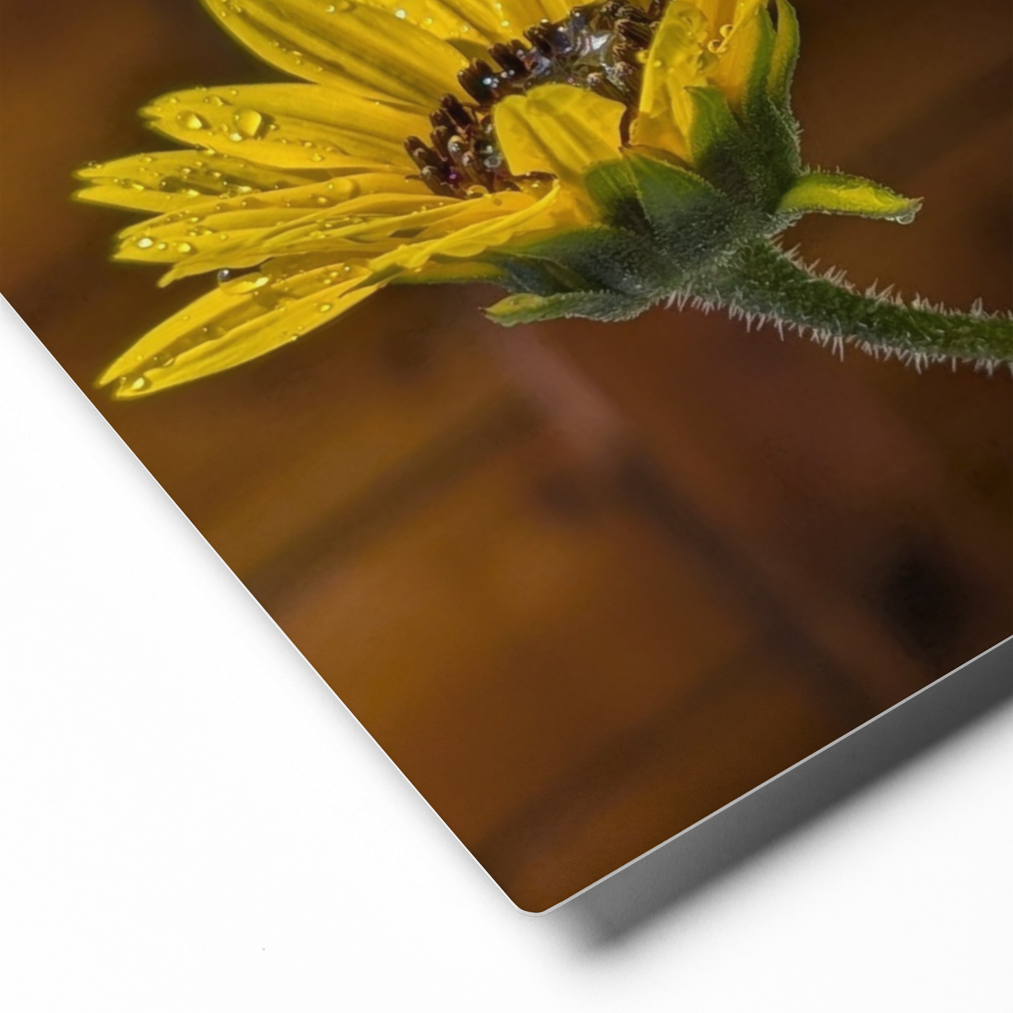 Sunflower B Metal Print – 8" x 10"