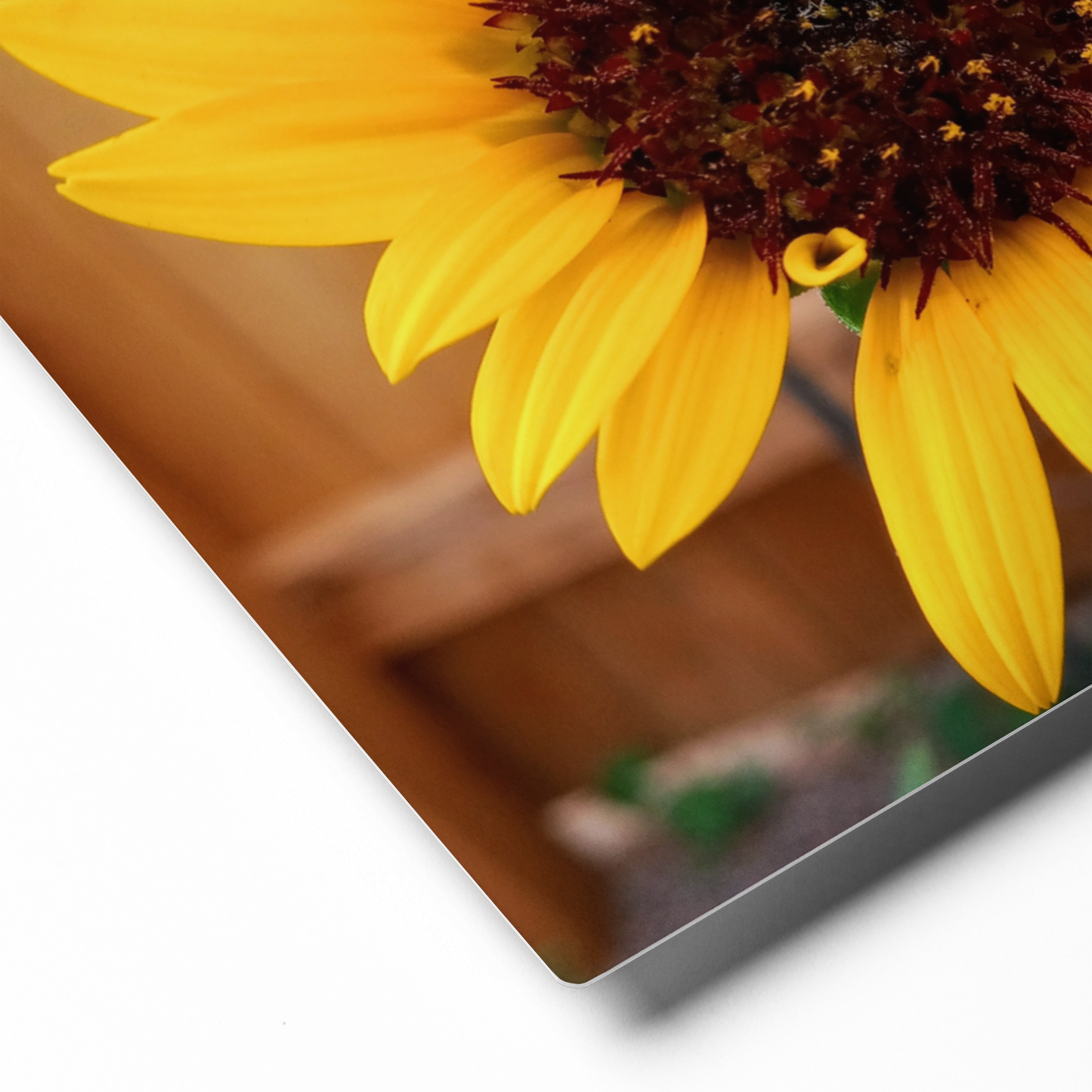 Sunflower C Metal Wall Art Print – 10" x 8" – Aluminum, Gallery-Style, Scratch Resistant