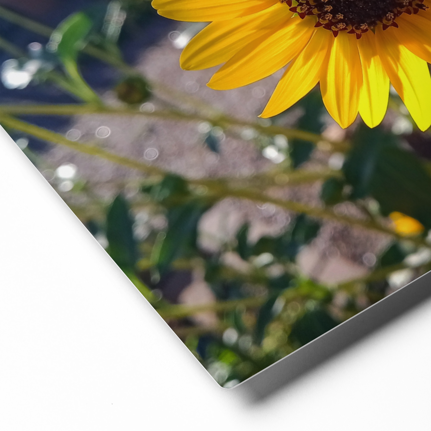 Sunflower K Metal Wall Art Print – 10" x 8"– Aluminum, Gallery-Style, Scratch Resistant