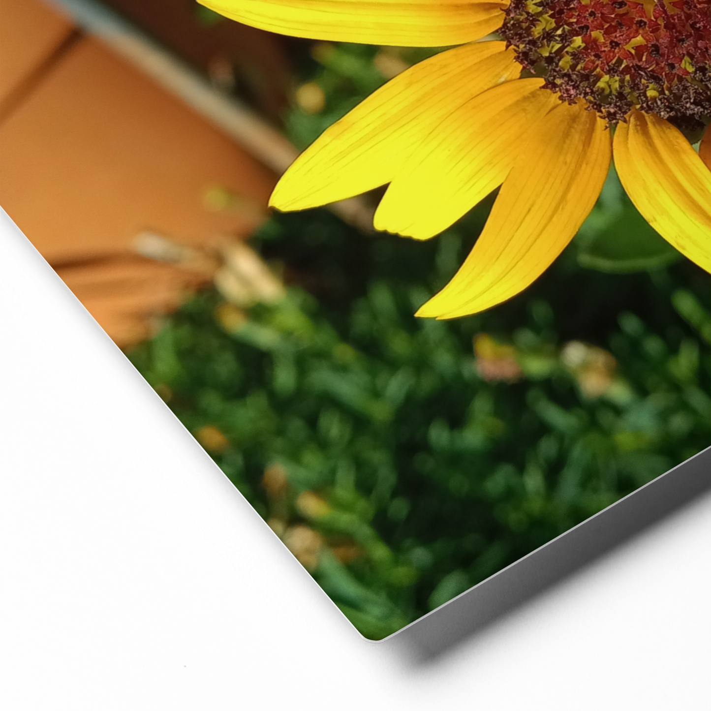 Sunflower M Metal Wall Art Print – 10" x 8" – Aluminum, Gallery-Style, Scratch Resistant