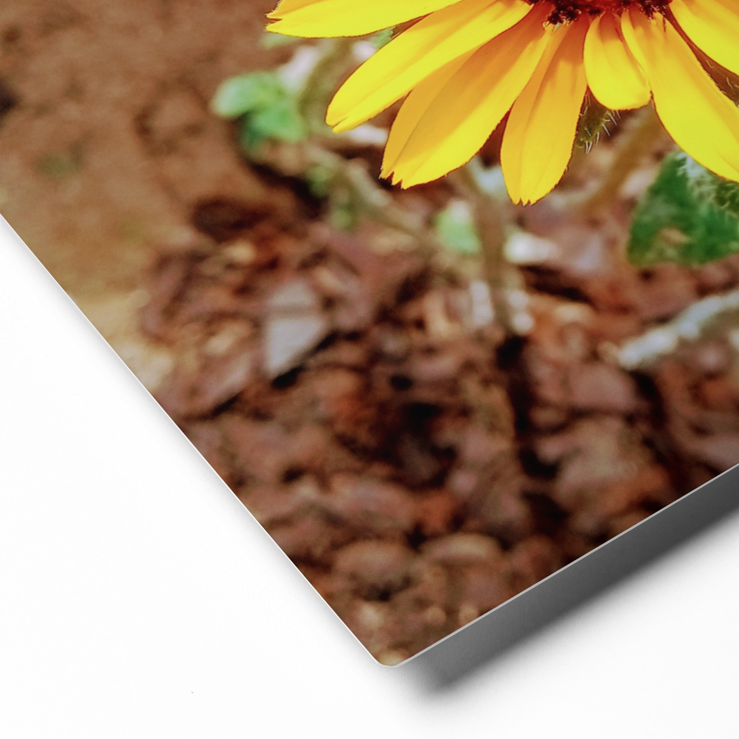 Sunflower D Metal Wall Art Print – 10" x 8" – Aluminum, Gallery-Style, Scratch Resistant