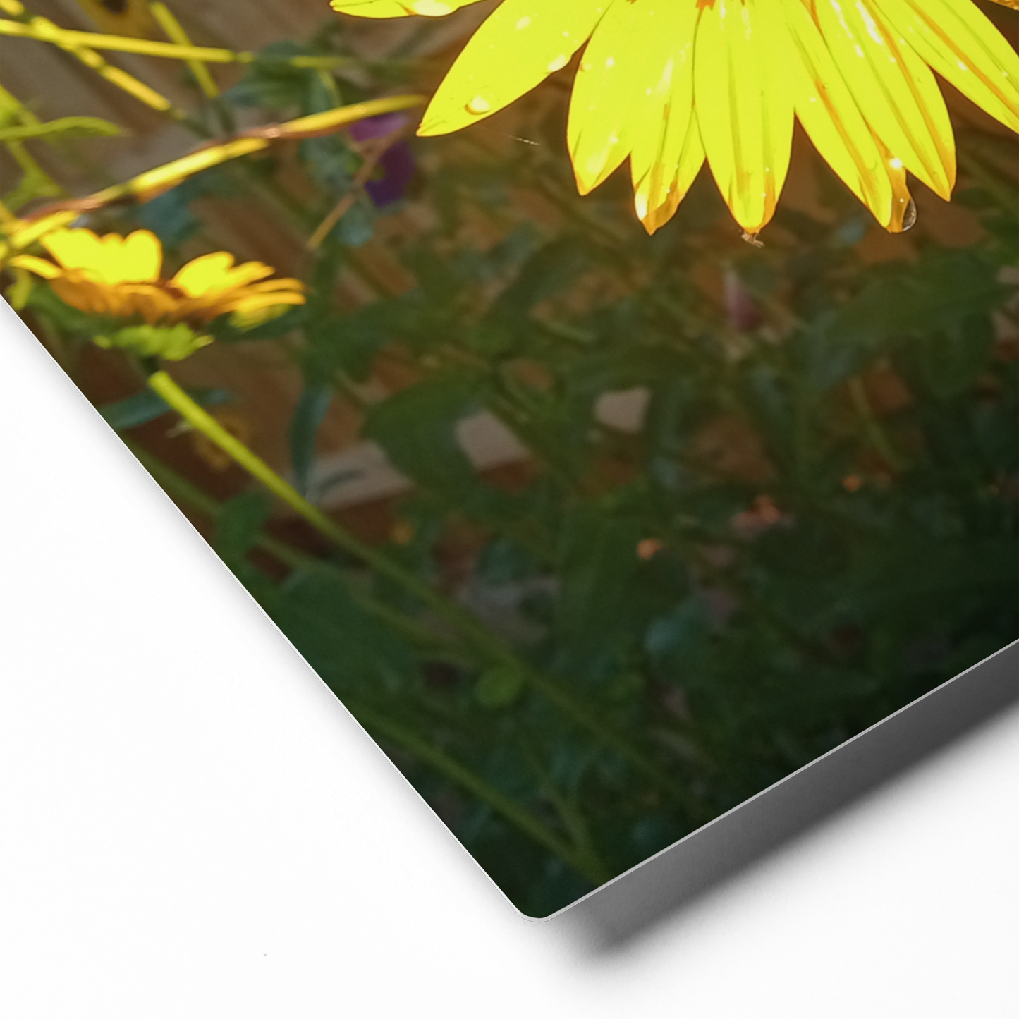 Sunflower H Metal Wall Art Print – 8" x 10" – Aluminum, Gallery-Style, Scratch Resistant
