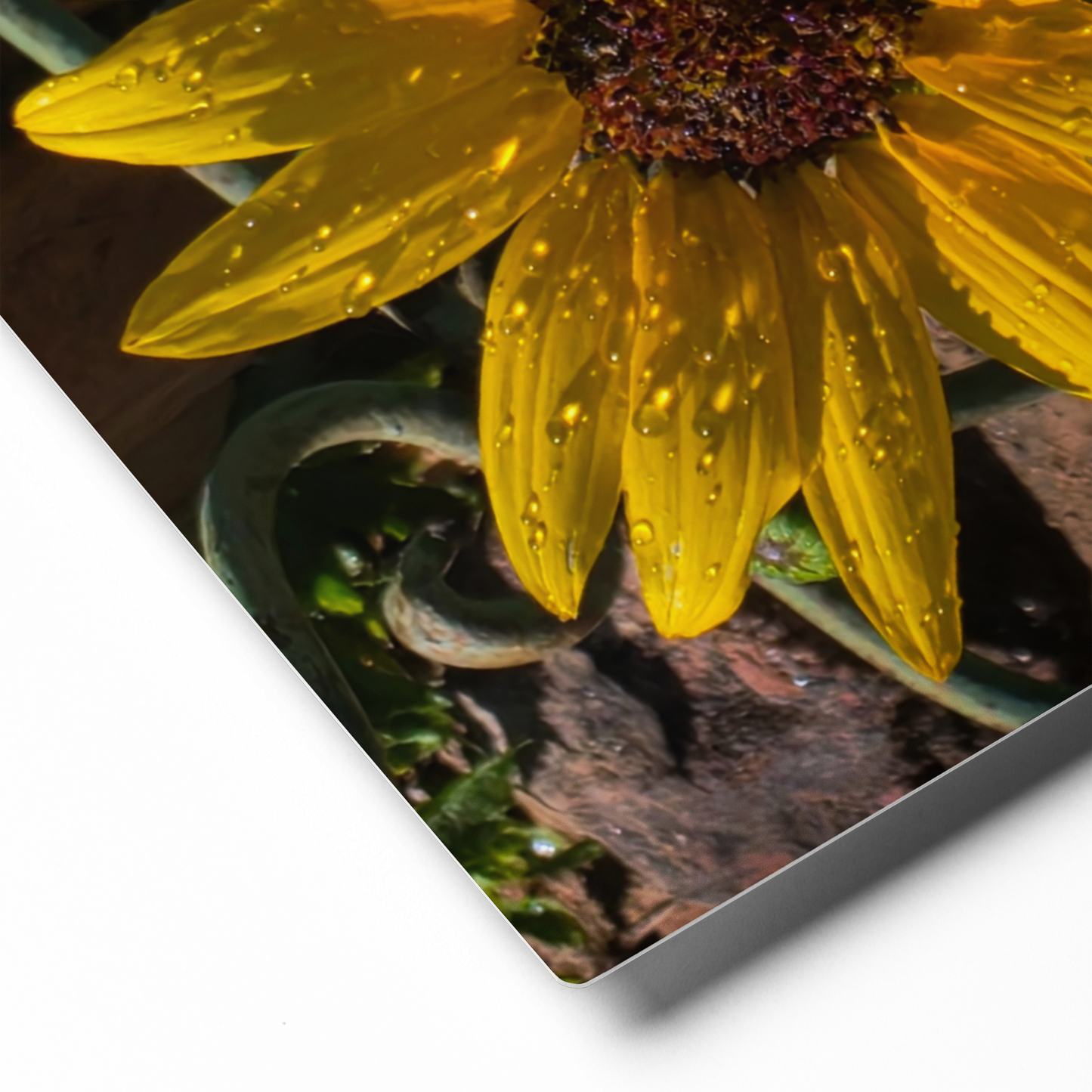 Sunflower I Metal Wall Art Print – 8" x 10" – Aluminum, Gallery-Style, Scratch Resistant