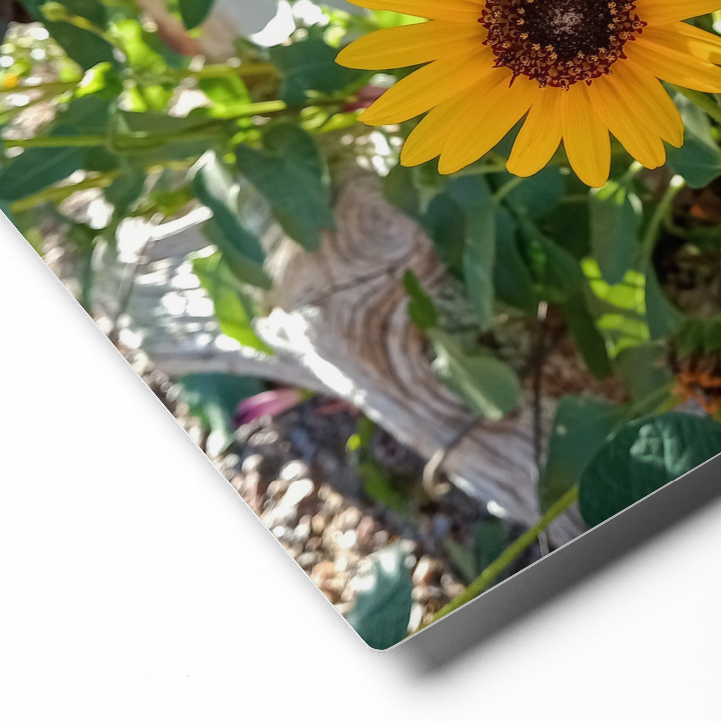 Sunflower J Metal Wall Art Print – 10" x 8" – Aluminum, Gallery-Style, Scratch Resistant