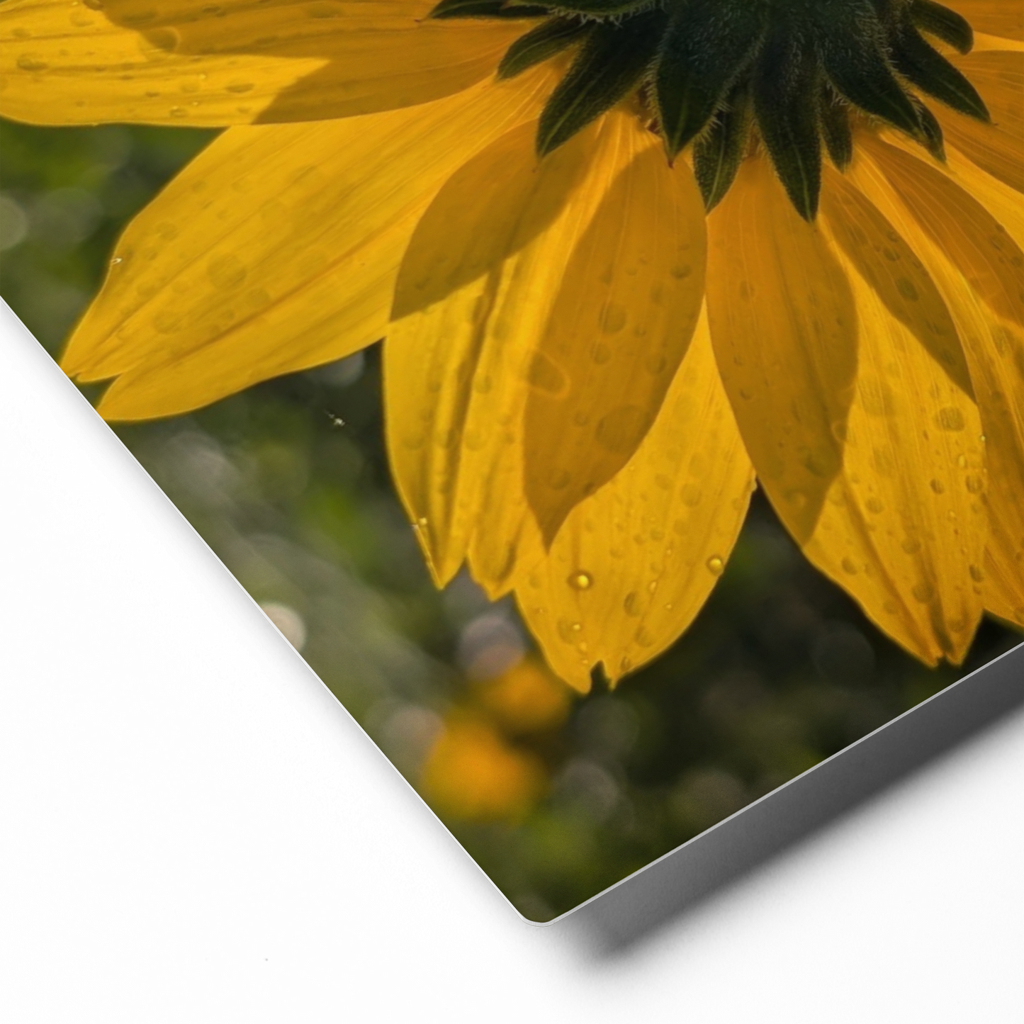Sunflower L Metal Wall Art Print – 8" x 10" – Aluminum, Gallery-Style, Scratch Resistant