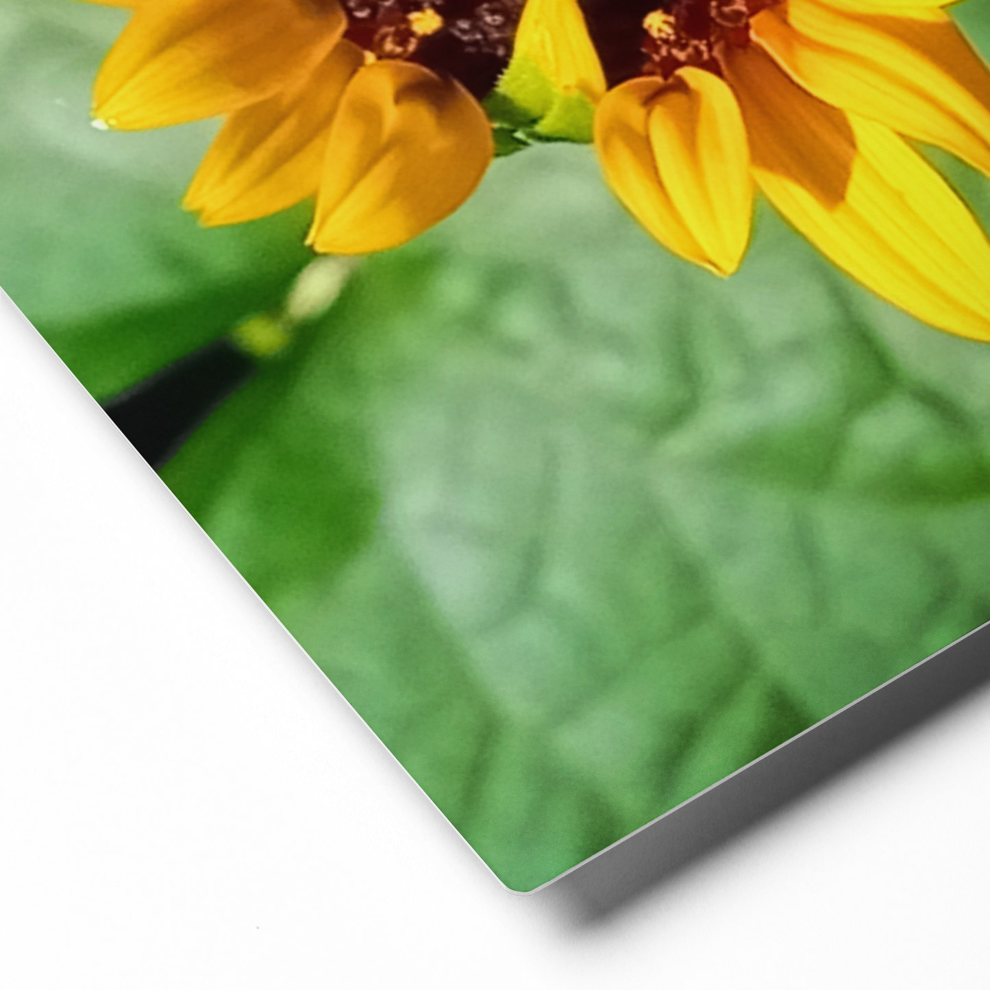 Sunflower N Metal Wall Art Print – 8" x 10" – Aluminum, Gallery-Style, Scratch Resistant