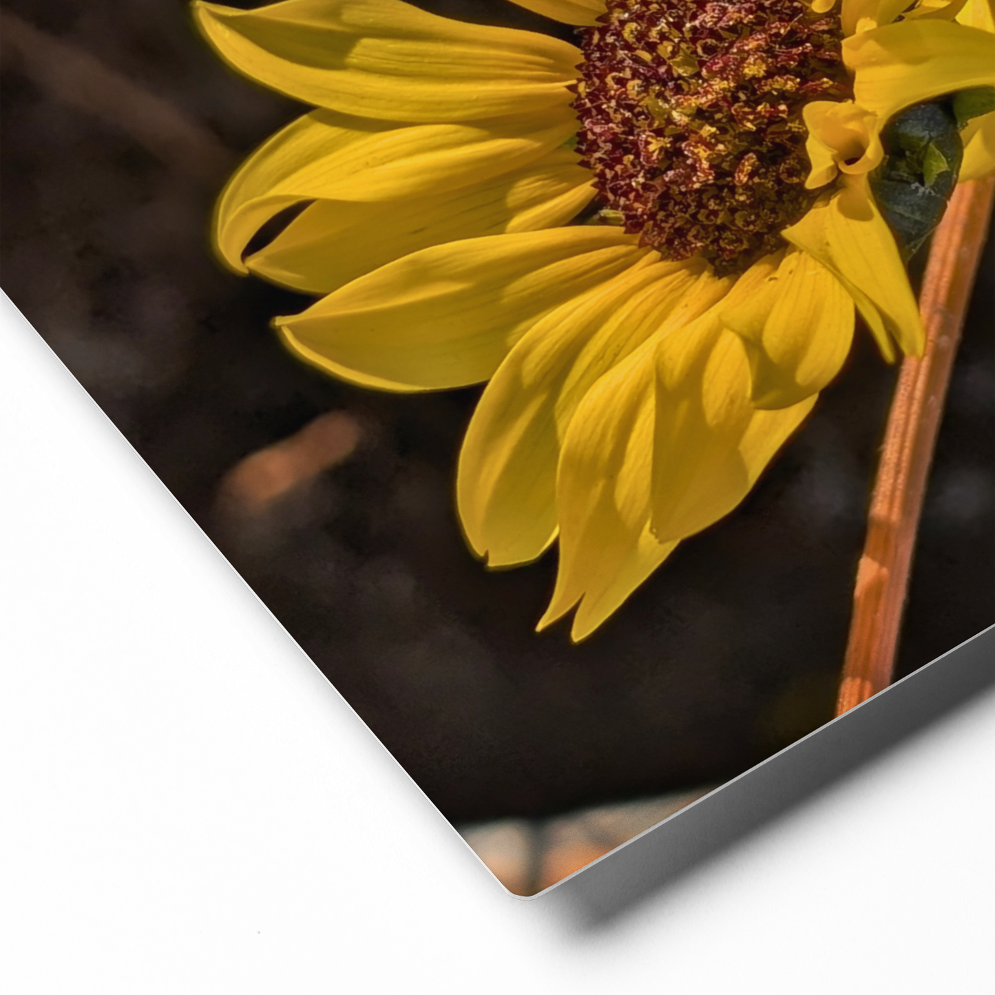 Sunflower F Metal Wall Art Print – 8" x 10" – Aluminum, Gallery-Style, Scratch Resistant