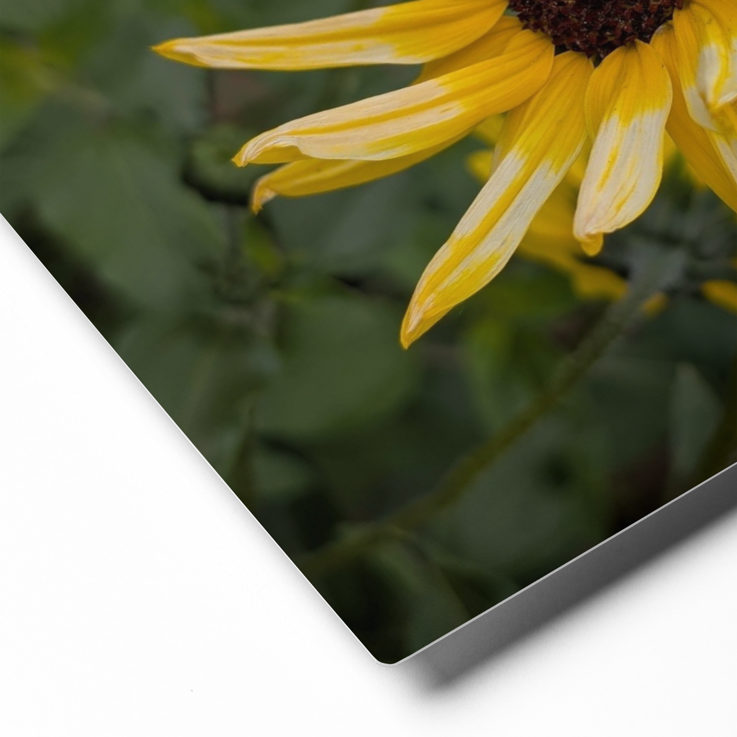 Sunflower T Metal Wall Art Print – 8" x 10" – Aluminum, Gallery-Style, Scratch Resistant