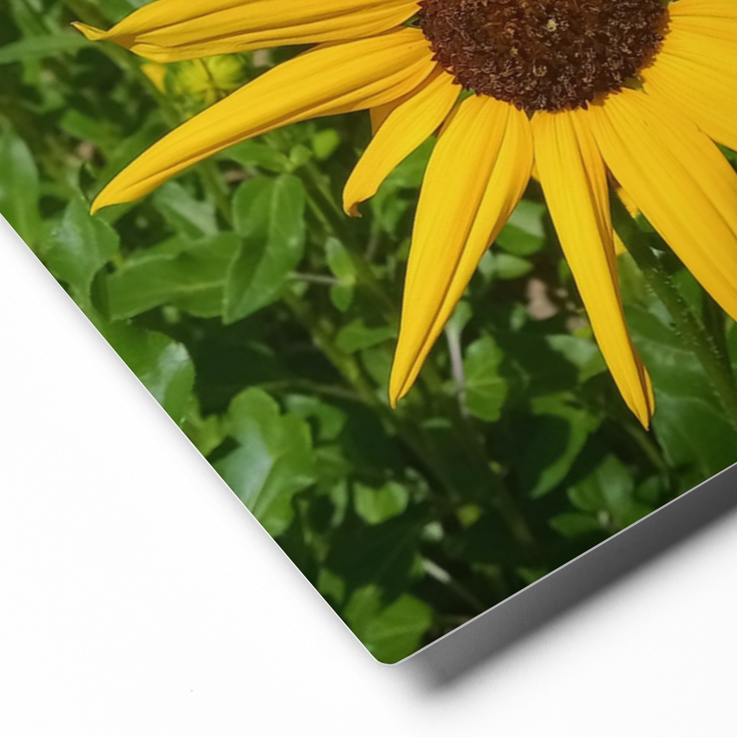 Sunflower V Metal Wall Art Print – 8" x 10" – Aluminum, Gallery-Style, Scratch Resistant