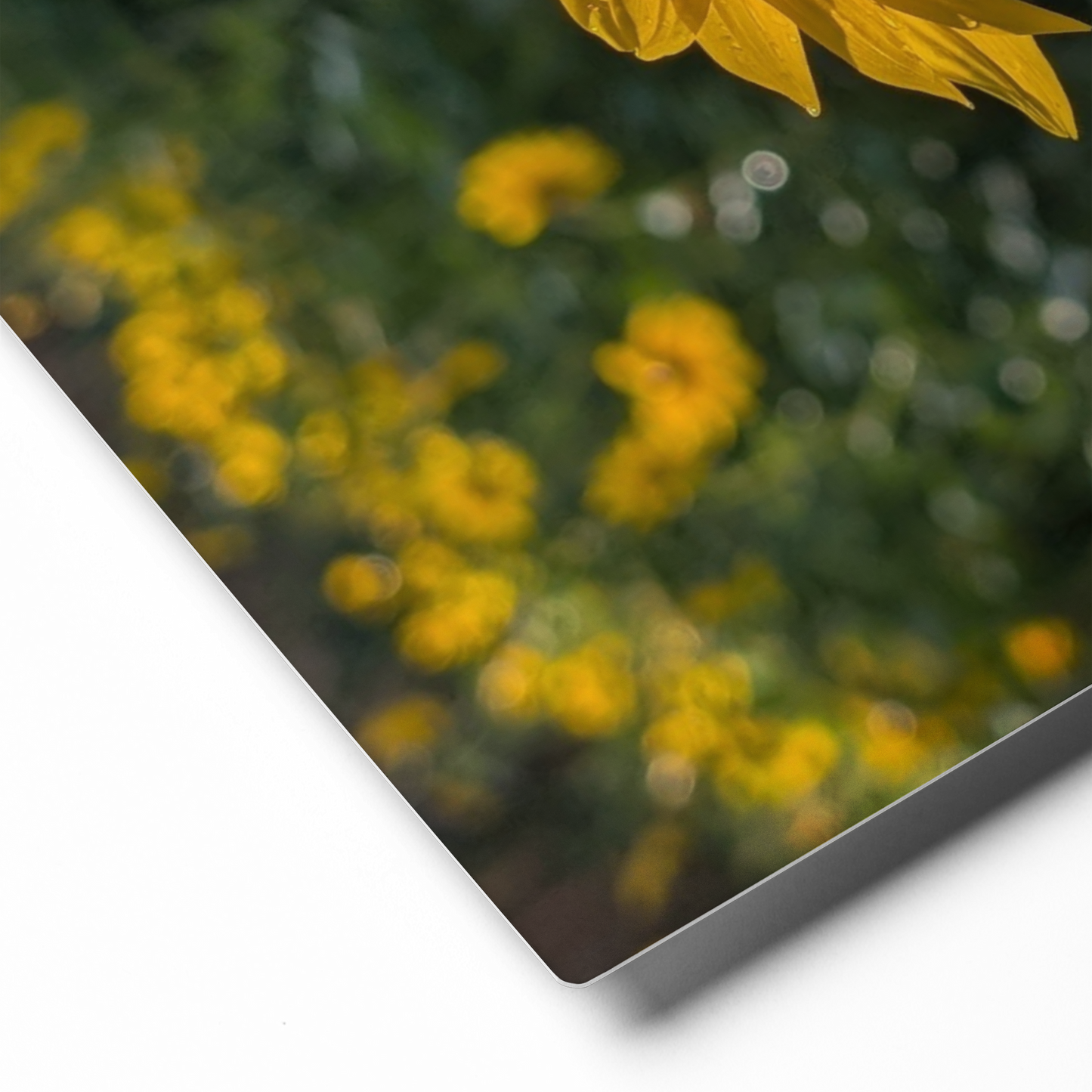 Sunflower W Metal Wall Art Print – 8" x 10" – Aluminum, Gallery-Style, Scratch Resistant