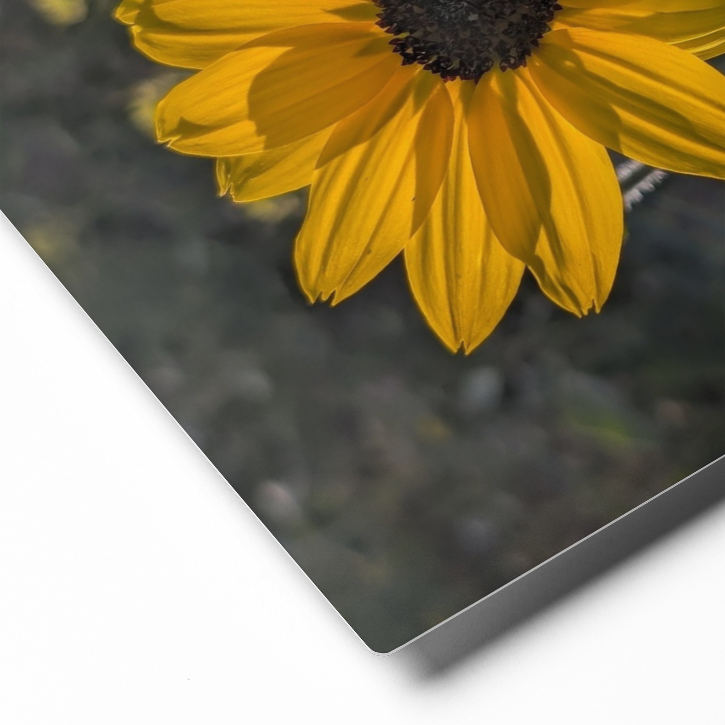 Sunflower X Metal Wall Art Print – 8" x 10" – Aluminum, Gallery-Style, Scratch Resistant