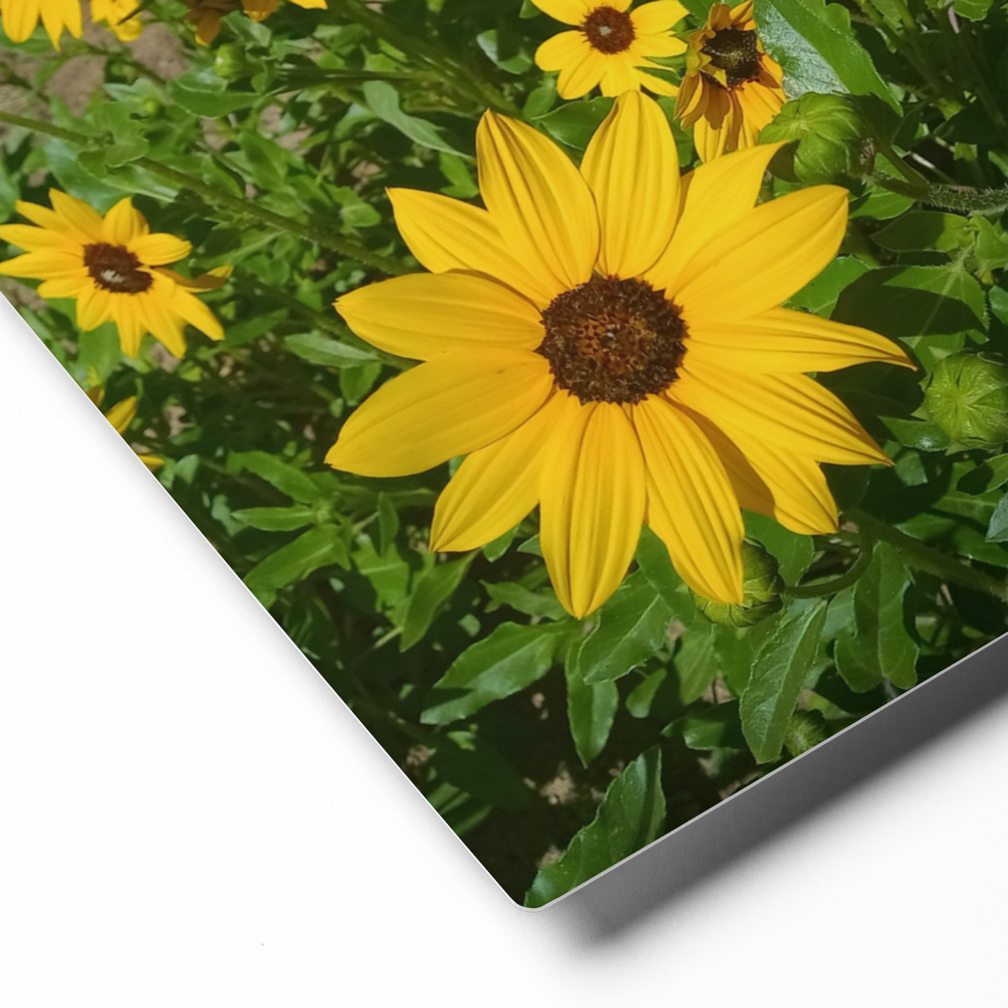 Sunflower Y Metal Wall Art Print – 8" x 10" – Aluminum, Gallery-Style, Scratch Resistant