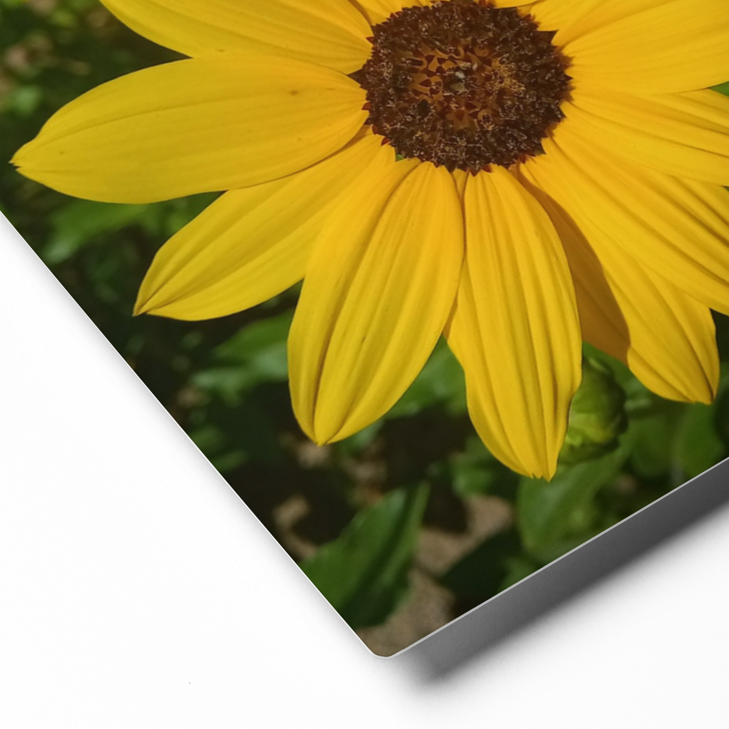 Sunflower Z Metal Wall Art Print – 8" x 10" – Aluminum, Gallery-Style, Scratch Resistant