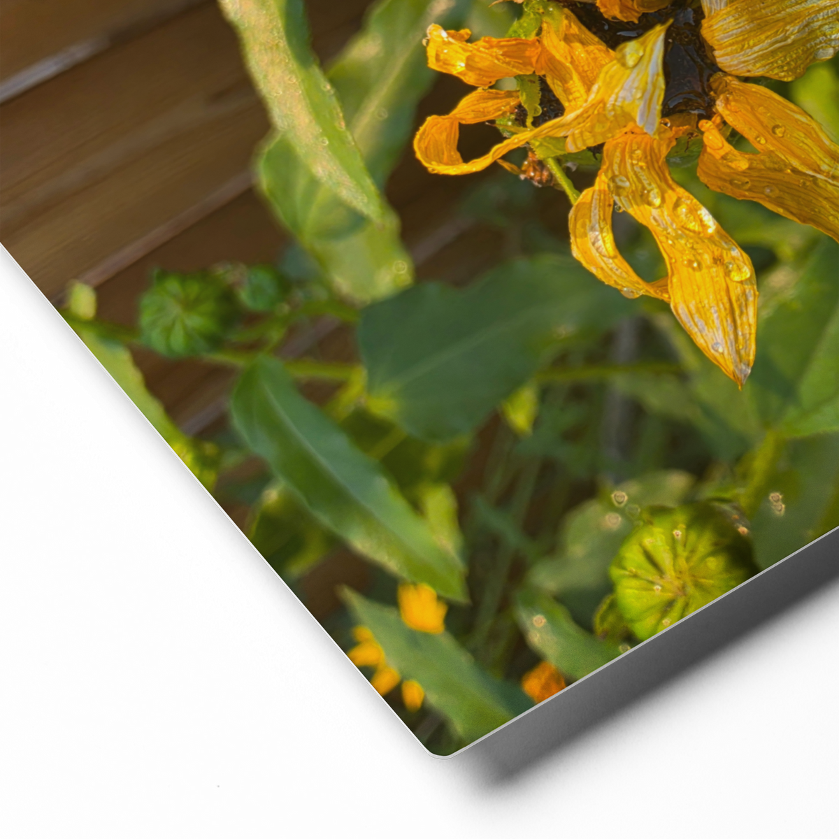 Sunflower O Wall Art Print - 8" x 10" Print – Lightweight Aluminum metal surface, Gallery-Style, Scratch Resistant