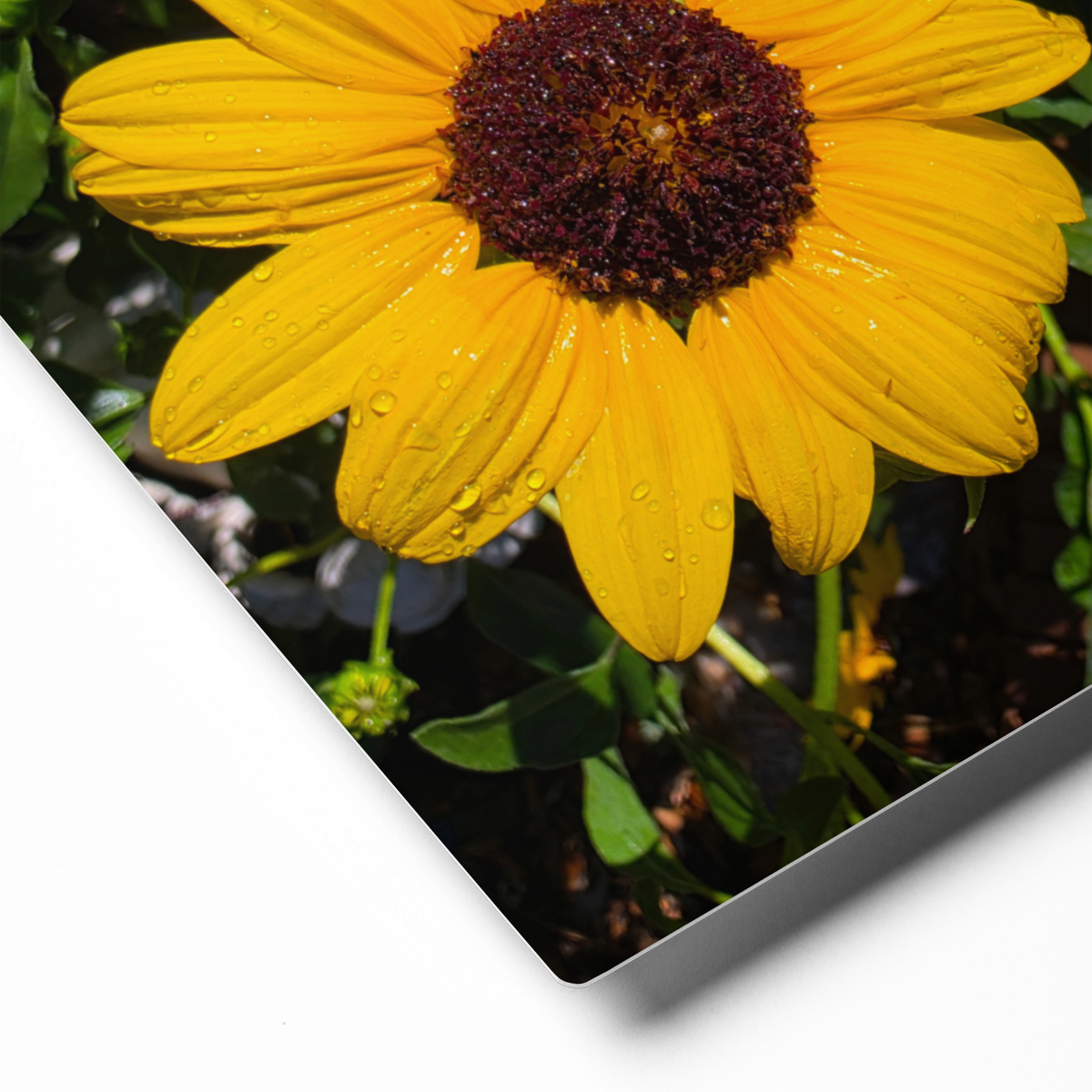 Sunflower R Wall Art Print - 8" x 10" Print – Lightweight Aluminum metal surface, Gallery-Style, Scratch Resistant