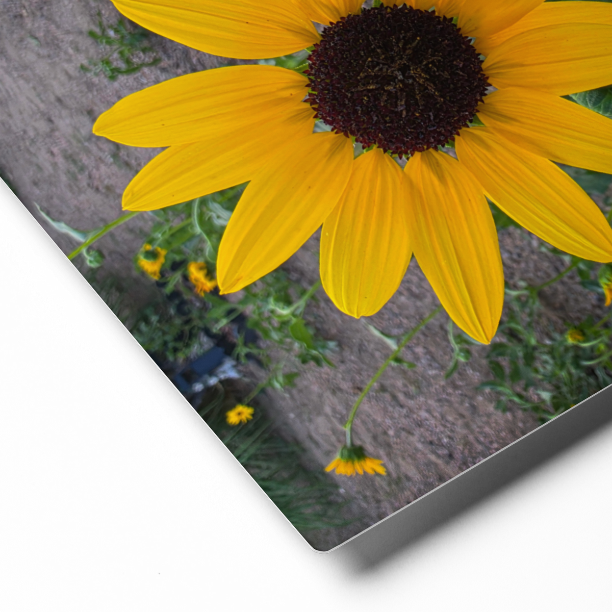 Sunflower U Wall Art Print - 8" x 10" Print – Lightweight Aluminum metal surface, Gallery-Style, Scratch Resistant